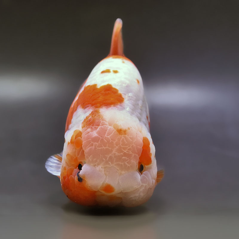 金魚王子】桜錦 15.5cm前後 (個体番号：xsw483) 金魚 きんぎょ 生体
