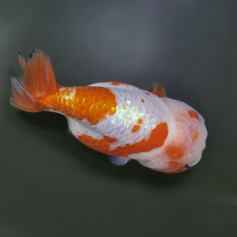 金魚王子】桜錦 15.5cm前後 (個体番号：xsw483) 金魚 きんぎょ 生体