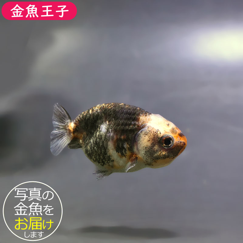 金魚王子】ベビーらんちゅう 6±1cm前後 (個体番号：xsw814) 金魚