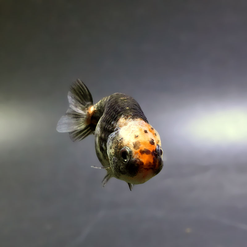 金魚王子】ベビーらんちゅう 6±1cm前後 (個体番号：xsw814) 金魚