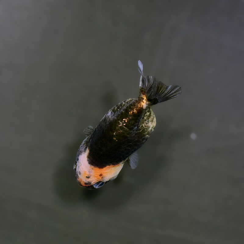 らんちゅう他 金魚王子】ベビーらんちゅう 6±1cm前後 (個体番号：xsw814) 金魚