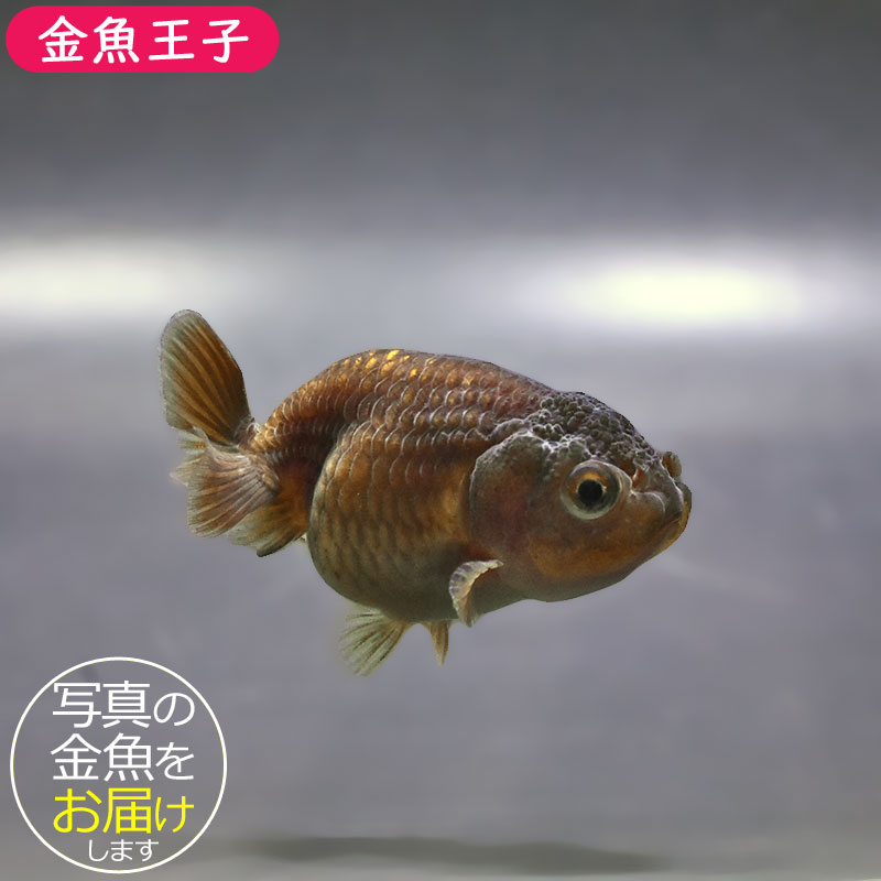 金魚王子】ブラックらんちゅう 7±1cm前後 (個体番号：xsw983) 金魚