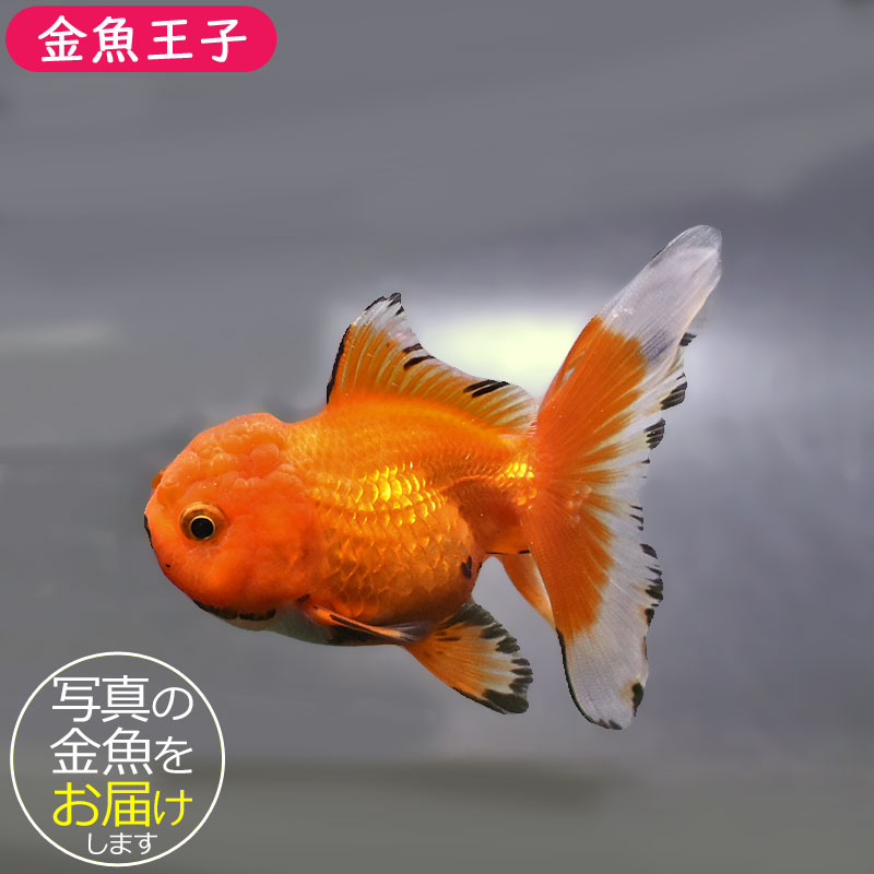 金魚王子】変わり柄バルーンオランダ 10±1cm前後 (個体番号：zaq258 