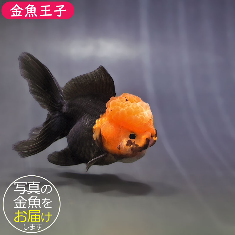 金魚　様 金魚王子】トリカラーオランダ 9±1cm前後 (個体番号：zaq621) 金魚