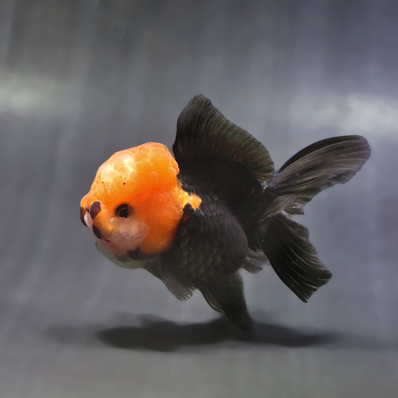 金魚王子】トリカラーオランダ 9±1cm前後 (個体番号：zaq621) 金魚