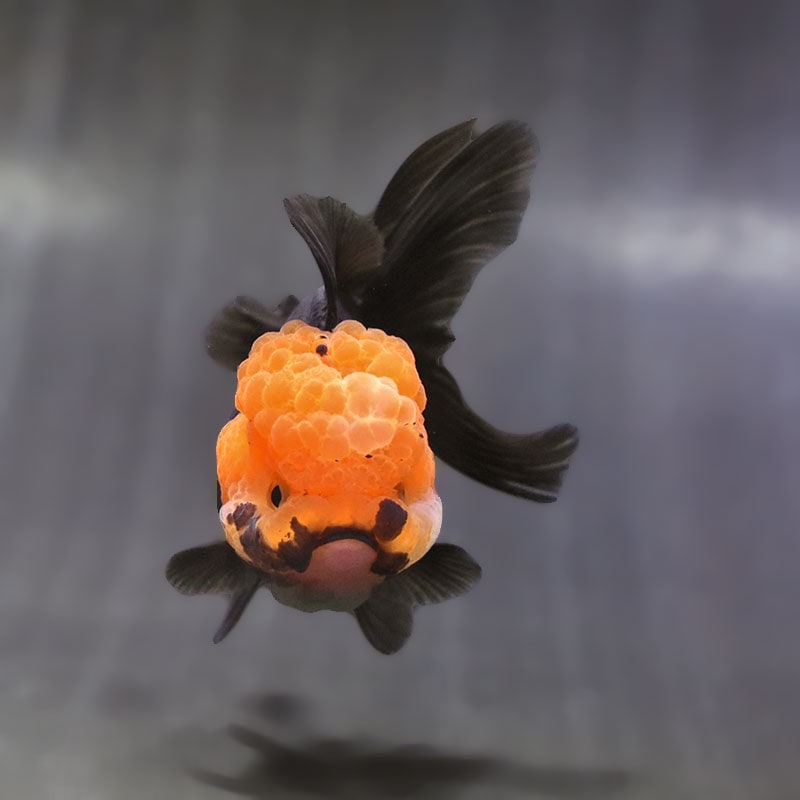 金魚王子】トリカラーオランダ 9±1cm前後 (個体番号：zaq621) 金魚