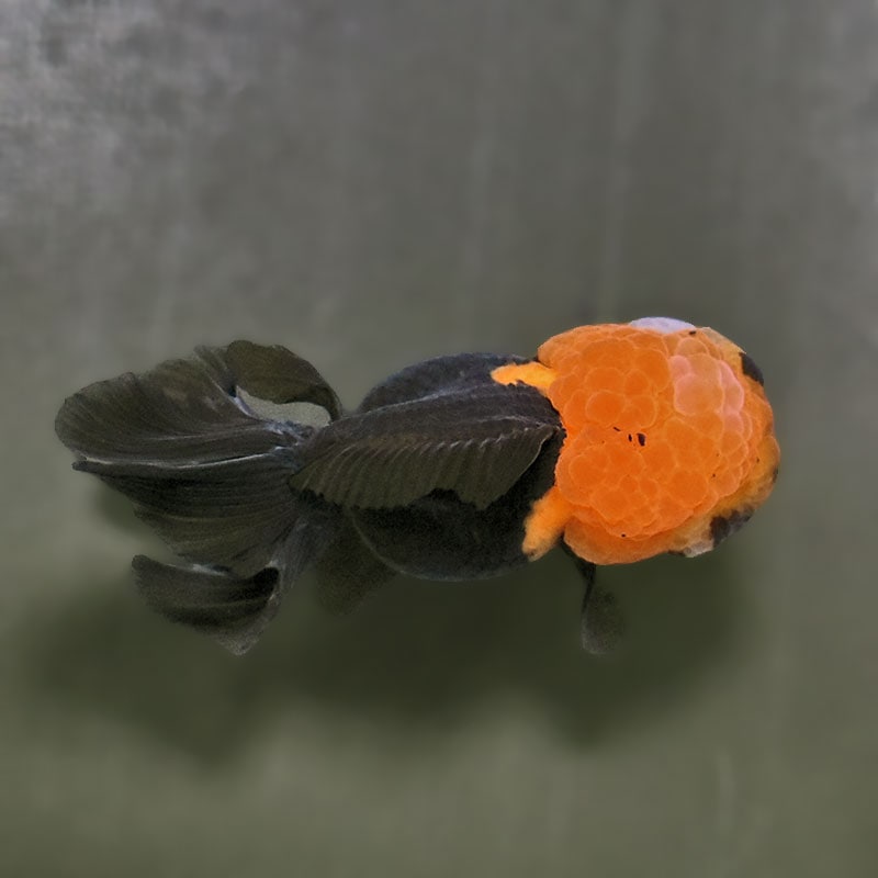 金魚王子】トリカラーオランダ 9±1cm前後 (個体番号：zaq621) 金魚
