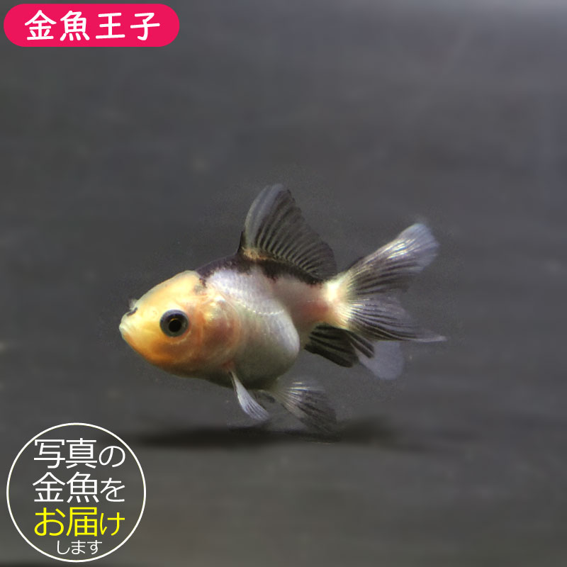 金魚王子】ベビー（白黒）オランダ 5±1cm前後 (個体番号：cde368
