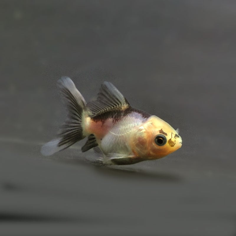 金魚王子】ベビー（白黒）オランダ 5±1cm前後 (個体番号：cde368