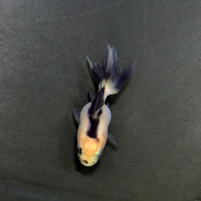 金魚王子】ベビー（白黒）オランダ 5±1cm前後 (個体番号：cde368