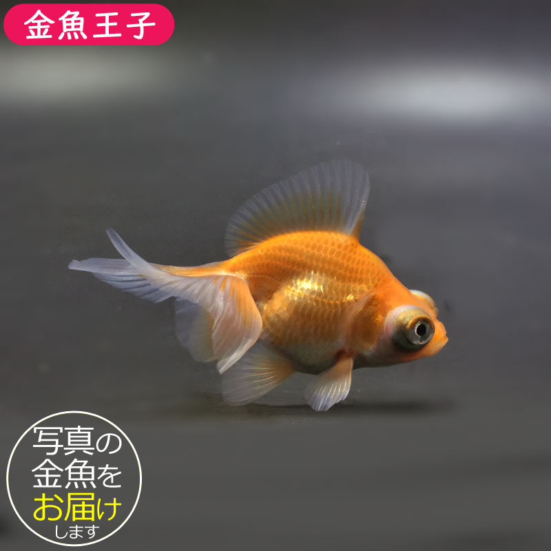 パルナシウス・ブレメリ（1オス、北朝鮮産） Amazon | JUN プレミアムクリル セレクト 82g 大型魚