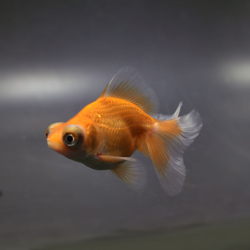 金魚王子】レッド蝶尾 7±1cm前後 (個体番号：cde554) 金魚 きんぎょ