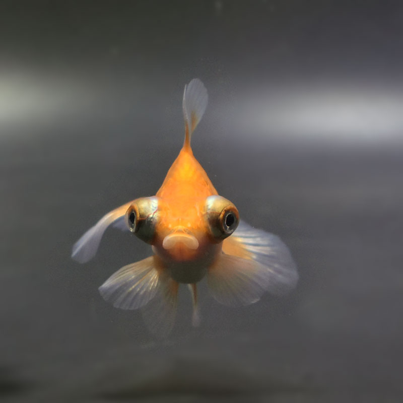 金魚王子】レッド蝶尾 7±1cm前後 (個体番号：cde554) 金魚