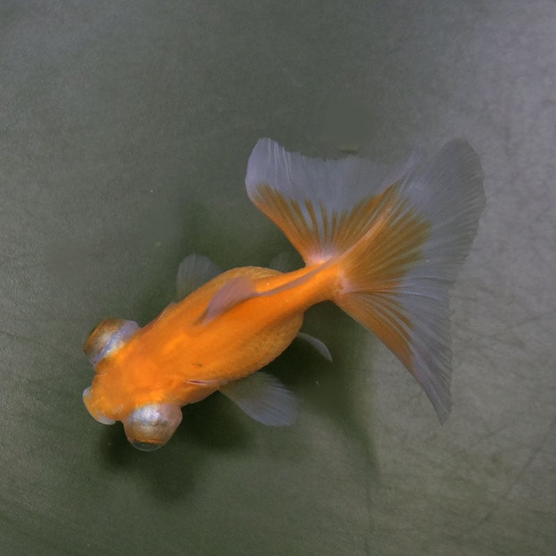 金魚王子】レッド蝶尾 7±1cm前後 (個体番号：cde554) 金魚