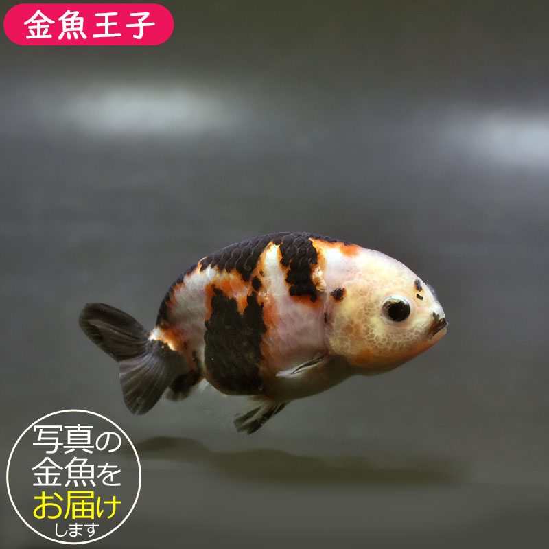 金魚王子】変わり柄らんちゅう 7~8cm前後 (個体番号:xsw140) 金魚 金魚王子】変わり柄らんちゅう 7~8cm前後 (個体番号:xsw140) 金魚