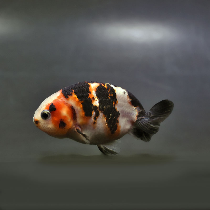 金魚王子】変わり柄らんちゅう 7～8cm前後 (個体番号：xsw140) 金魚