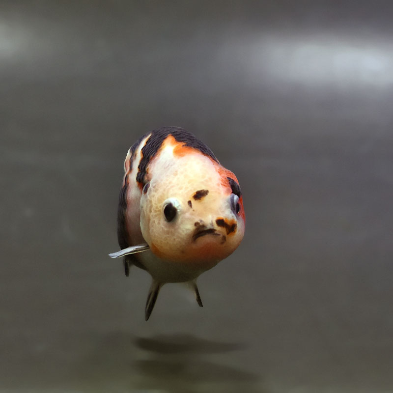 金魚王子】変わり柄らんちゅう 7～8cm前後 (個体番号：xsw140) 金魚