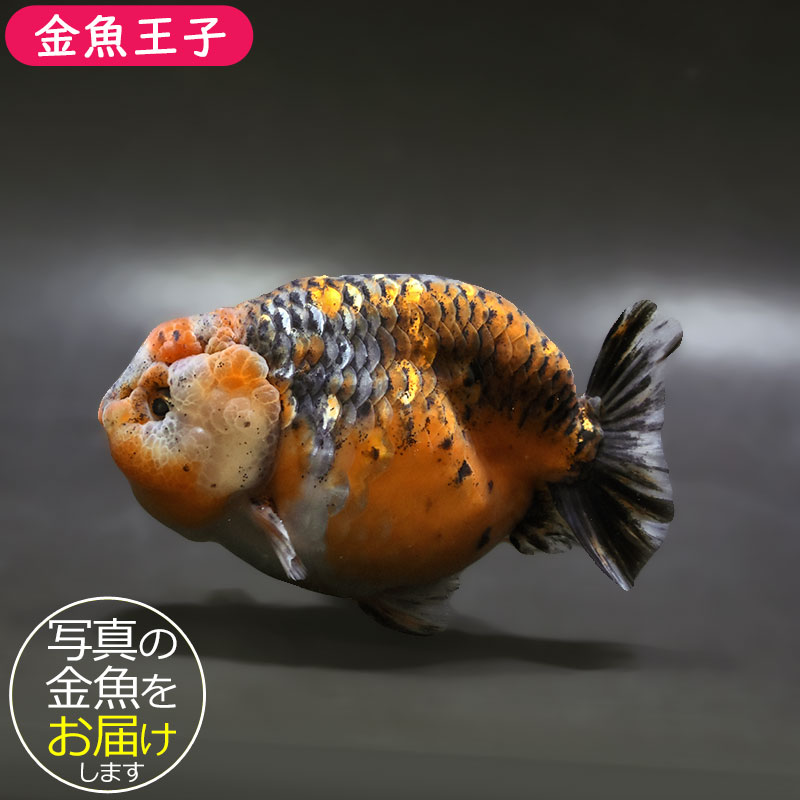 【金魚王子】キリンらんちゅう 12cm前後 (個体番号:xsw301) 金魚 きんぎょ 生体 らんちゅう 厳選個体