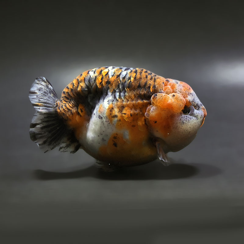 【金魚王子】キリンらんちゅう 12cm前後 (個体番号:xsw301) 金魚 きんぎょ 生体 らんちゅう 厳選個体