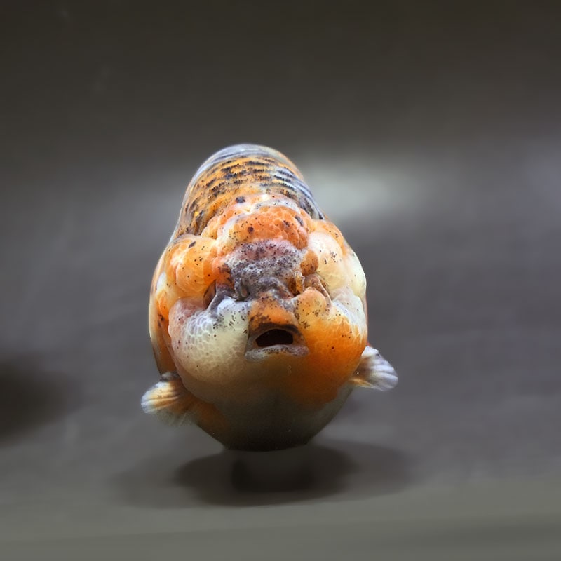 【金魚王子】キリンらんちゅう 12cm前後 (個体番号:xsw301) 金魚 きんぎょ 生体 らんちゅう 厳選個体