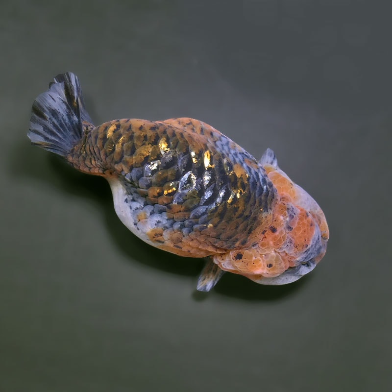 【金魚王子】キリンらんちゅう 12cm前後 (個体番号:xsw301) 金魚 きんぎょ 生体 らんちゅう 厳選個体