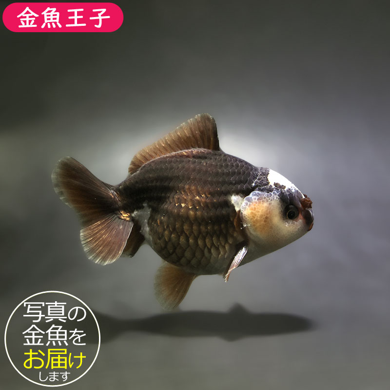 金魚王子】トリカラーオランダ 9±1cm前後 (個体番号：xsw491) 金魚