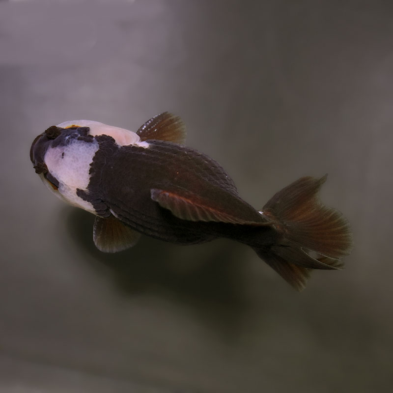 金魚王子】トリカラーオランダ 9±1cm前後 (個体番号：xsw491) 金魚
