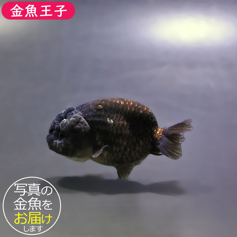 らんちゅう他 金魚王子】ベビーらんちゅう 6±1cm前後 (個体番号：xsw815) 金魚