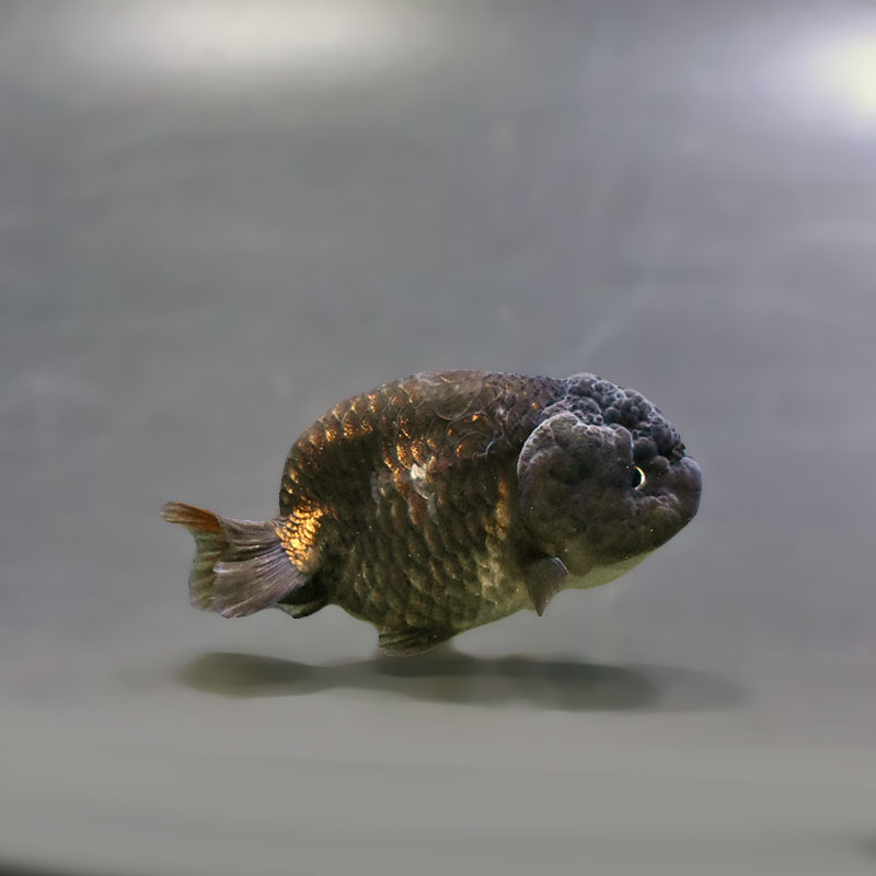 金魚王子】ベビーらんちゅう 6±1cm前後 (個体番号：xsw815) 金魚