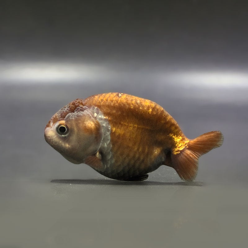 金魚王子】メノウらんちゅう 8cm前後 (個体番号：zaq435) 金魚