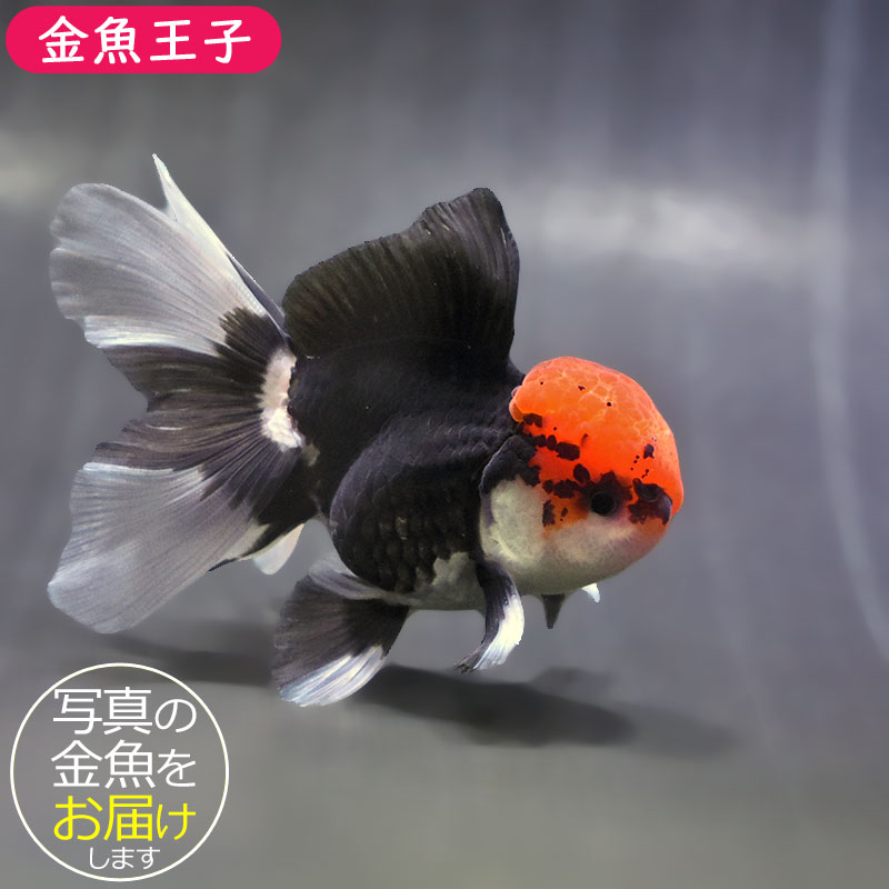 金魚王子】トリカラーオランダ 9±1cm前後 (個体番号：zaq622) 金魚