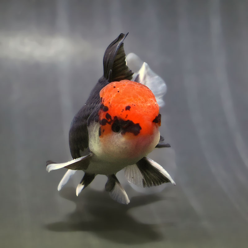 金魚　様 金魚王子】トリカラーオランダ 9±1cm前後 (個体番号：zaq622) 金魚