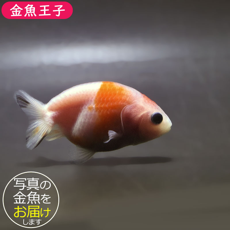 金魚王子】桜錦 6±1cm前後 (個体番号：zaq772) 金魚 きんぎょ 生体