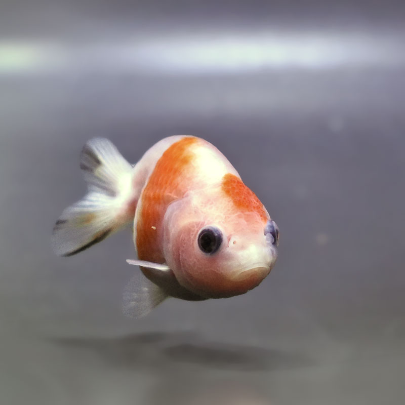 金魚王子】桜錦 6±1cm前後 (個体番号：zaq772) 金魚 きんぎょ 生体