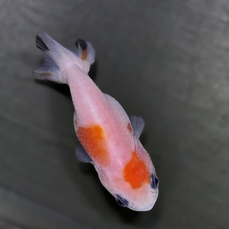 金魚王子】桜錦 6±1cm前後 (個体番号：zaq772) 金魚 きんぎょ 生体