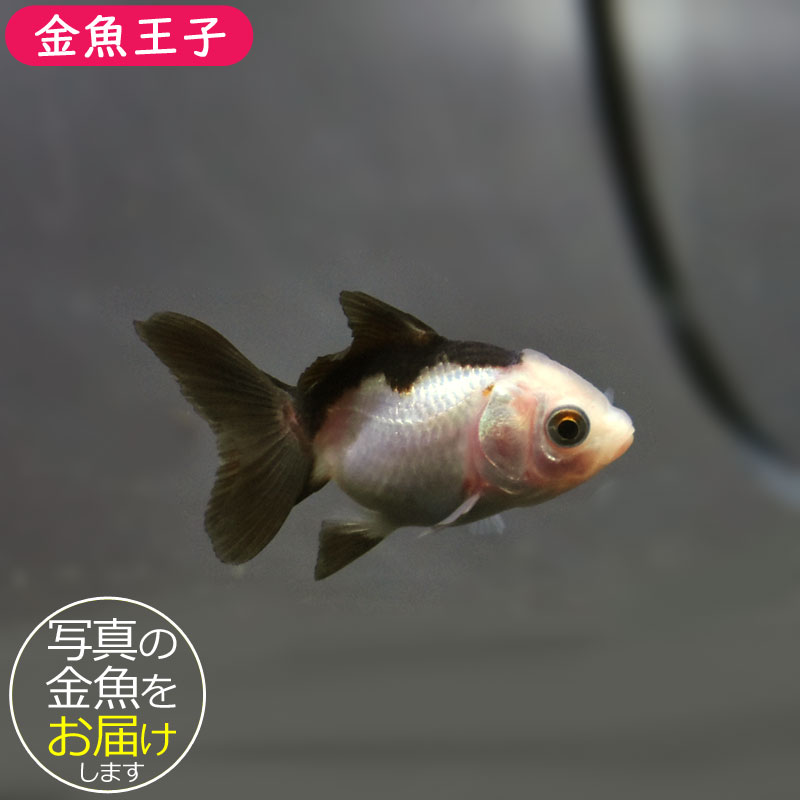 キキララさん専用　白蛇龍紋天珠たん！珍しい！ 薩摩産 三色ドラゴンスケールオランダ 16cm #goldfish #kingyo