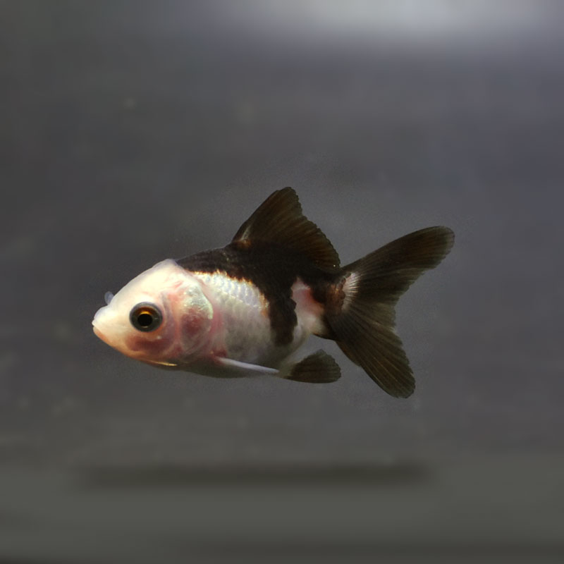 金魚王子】ベビー（白黒）オランダ 5±1cm前後 (個体番号：cde369