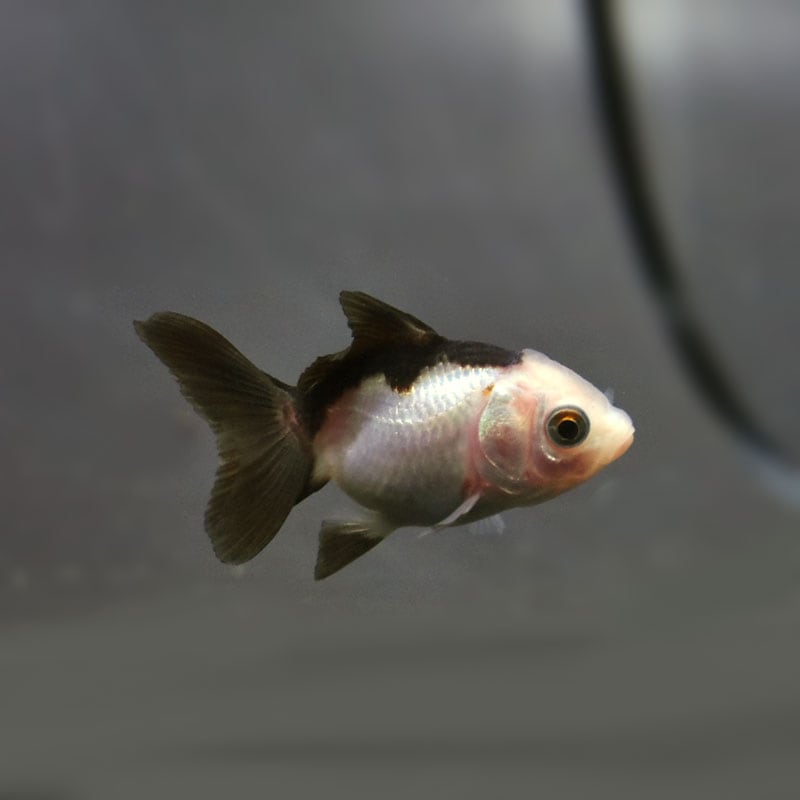金魚王子】ベビー（白黒）オランダ 5±1cm前後 (個体番号：cde369