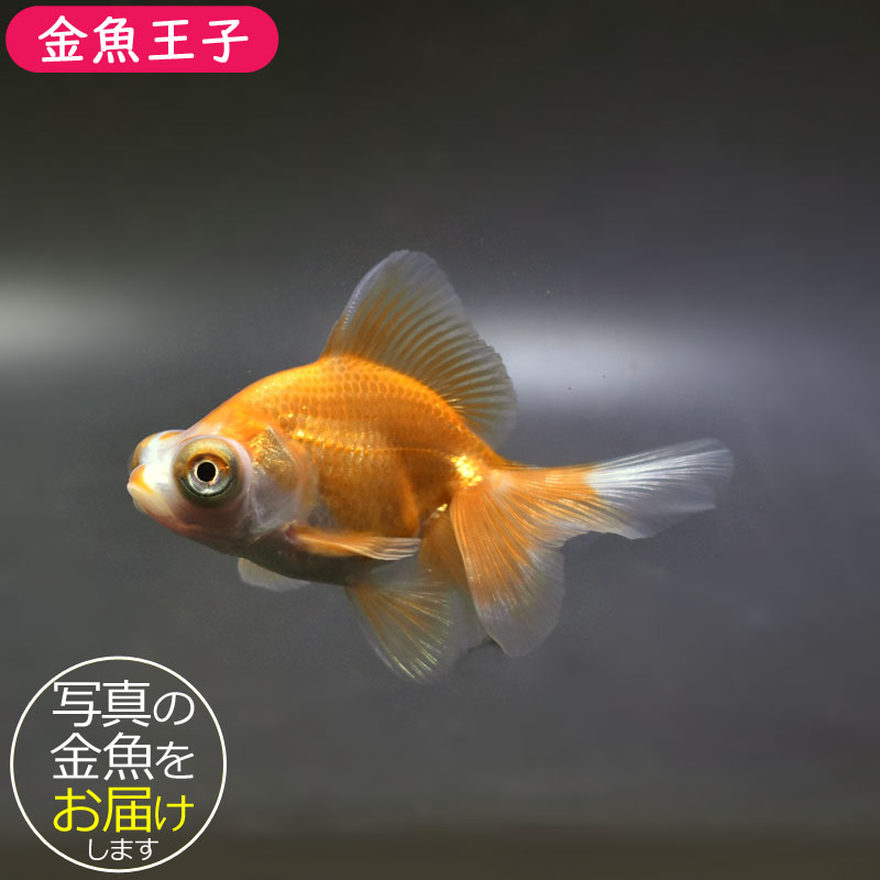 『きんぎょ』 金魚王子】更紗蝶尾 7±1cm前後 (個体番号：cde555) 金魚