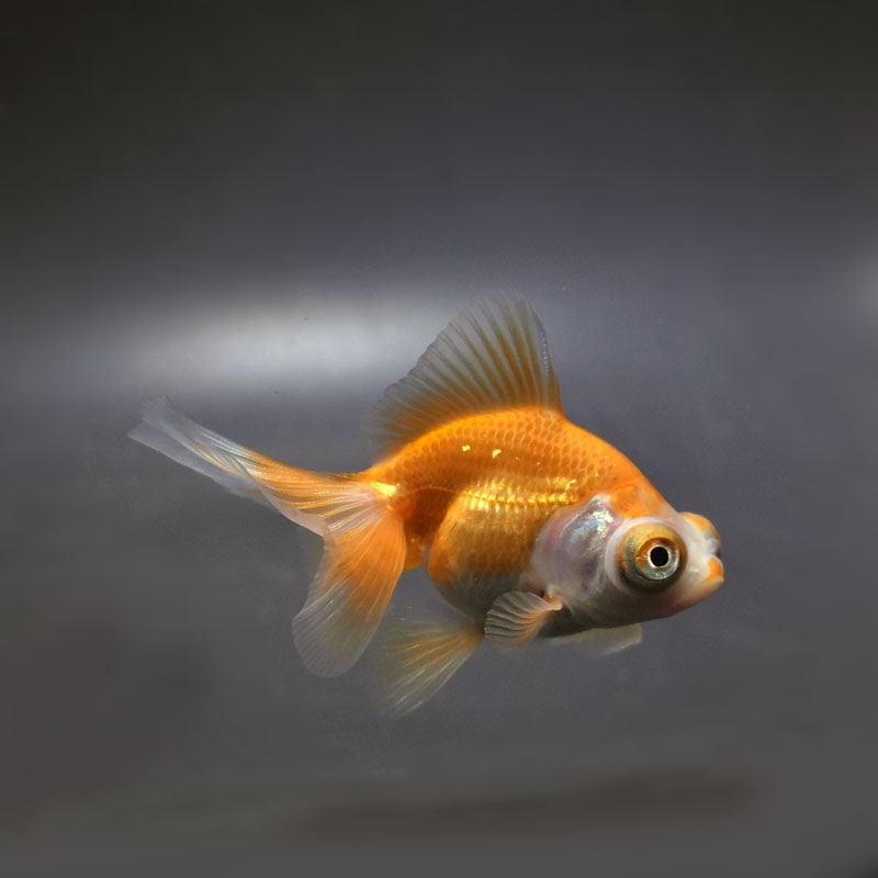 金魚王子】更紗蝶尾 7±1cm前後 (個体番号：cde555) 金魚