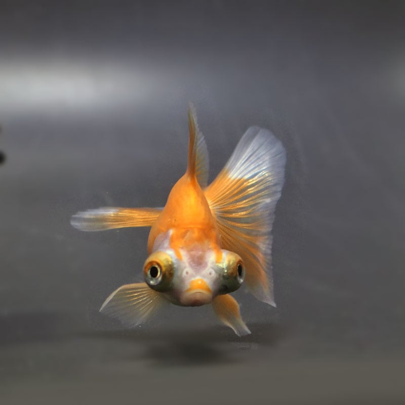 金魚王子】更紗蝶尾 7±1cm前後 (個体番号：cde555) 金魚