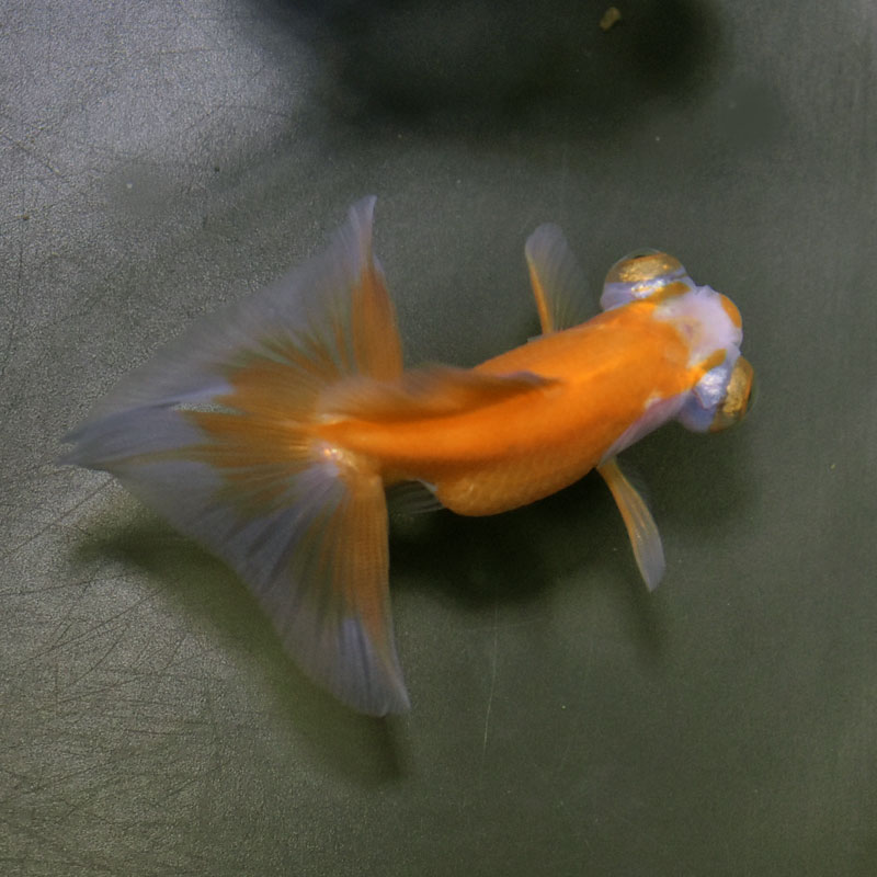盃で泳ぐ金魚　大　ソメイヨシノ　置物 盃で泳ぐ金魚 大 ソメイヨシノ 置物