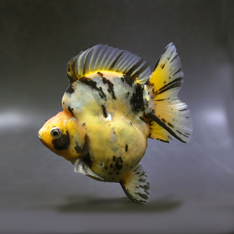 【金魚王子】琉金 (キャリコ／ショートテールタイプ) 14cm前後 (個体番号：cde871) 金魚 きんぎょ 生体 琉金 厳選個体