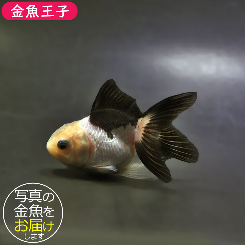 【金魚王子】白黒オランダ  7.5±1cm前後 (個体番号：xsw141) 金魚 きんぎょ 生体 オランダ獅子頭 厳選個体