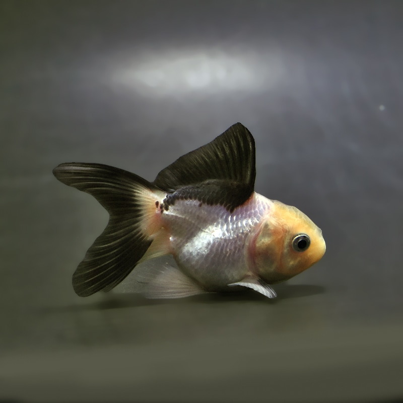 【金魚王子】白黒オランダ  7.5±1cm前後 (個体番号：xsw141) 金魚 きんぎょ 生体 オランダ獅子頭 厳選個体