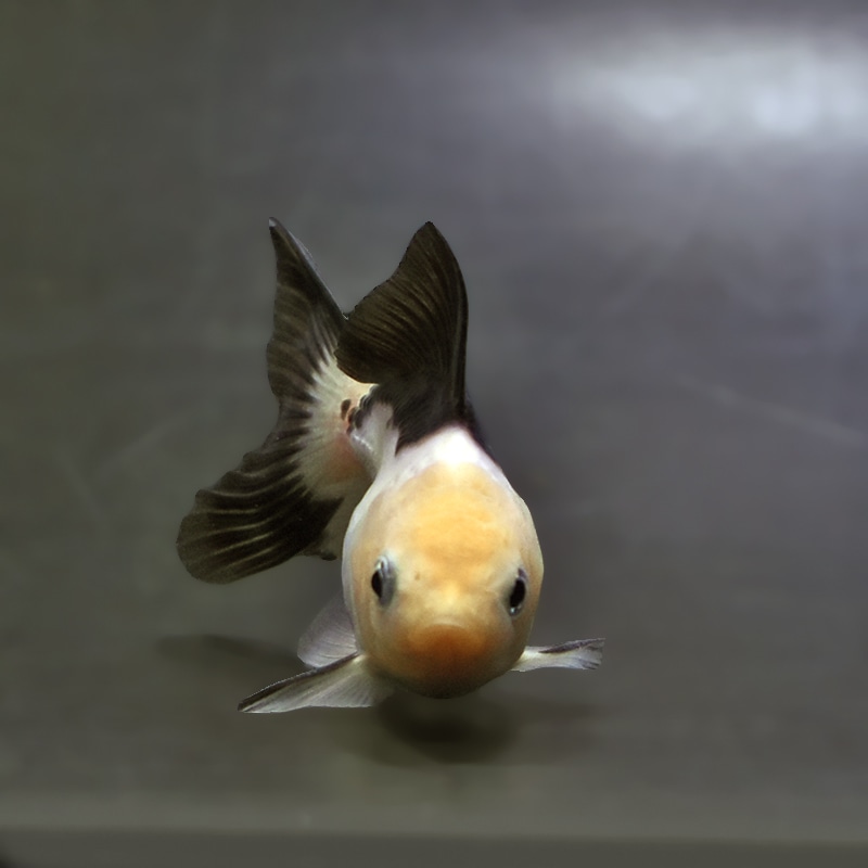 【金魚王子】白黒オランダ  7.5±1cm前後 (個体番号：xsw141) 金魚 きんぎょ 生体 オランダ獅子頭 厳選個体