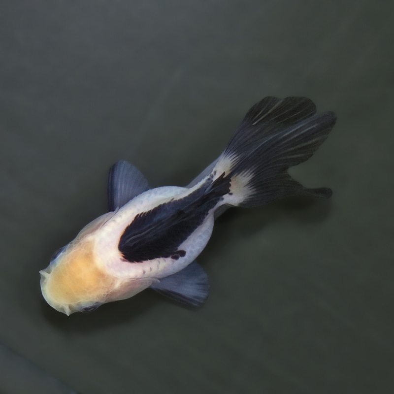 【金魚王子】白黒オランダ  7.5±1cm前後 (個体番号：xsw141) 金魚 きんぎょ 生体 オランダ獅子頭 厳選個体