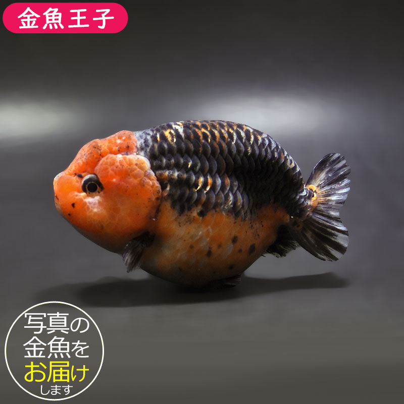【金魚王子】キリンらんちゅう 11.5cm前後 (個体番号：xsw302) 金魚 きんぎょ 生体 らんちゅう 厳選個体