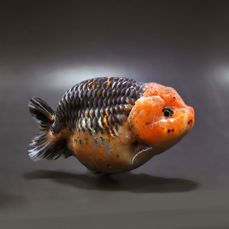 【金魚王子】キリンらんちゅう 11.5cm前後 (個体番号：xsw302) 金魚 きんぎょ 生体 らんちゅう 厳選個体