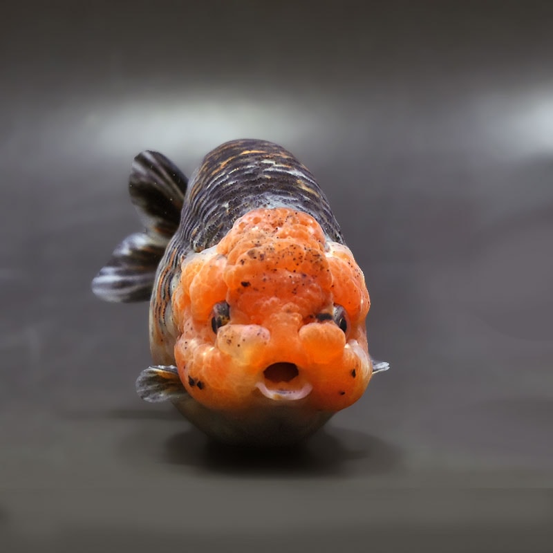 【金魚王子】キリンらんちゅう 11.5cm前後 (個体番号：xsw302) 金魚 きんぎょ 生体 らんちゅう 厳選個体